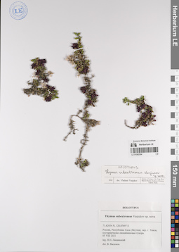 LE 01082594