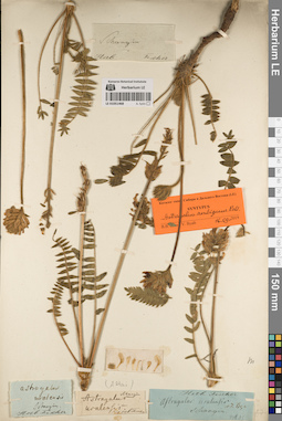 LE 01051468