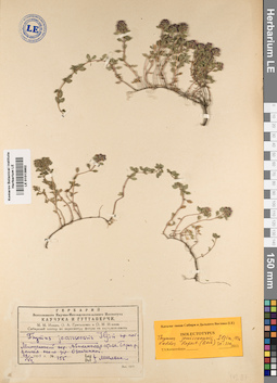 LE 01013862