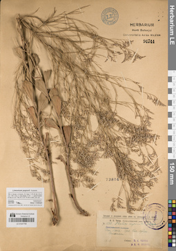 LE 01047799