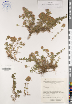 LE 01042906