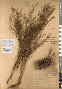 LE 01047803