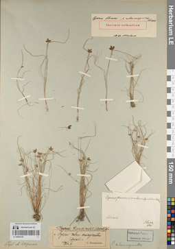 LE 00054159