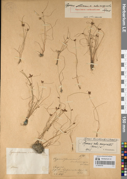 LE 00054160
