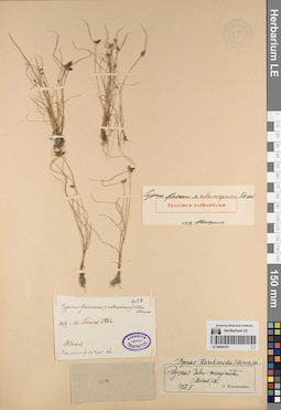 LE 00054161