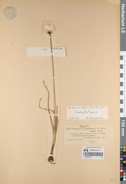 LE 00054185