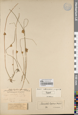 LE 00054198