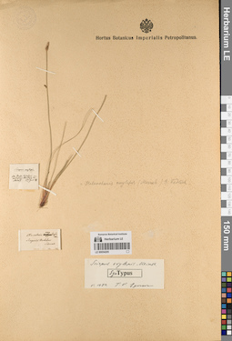 LE 00054205