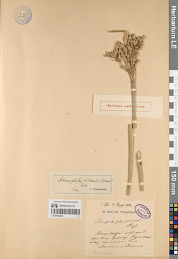 LE 00054206