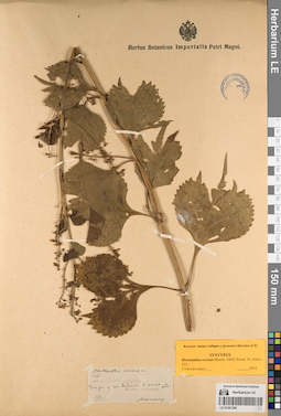 LE 01081298