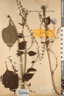 LE 01081301