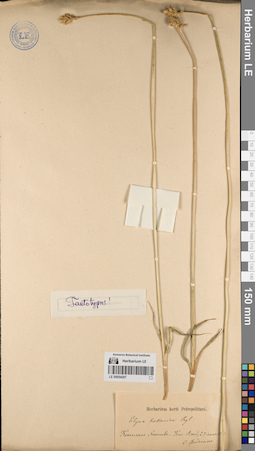 LE 00054267