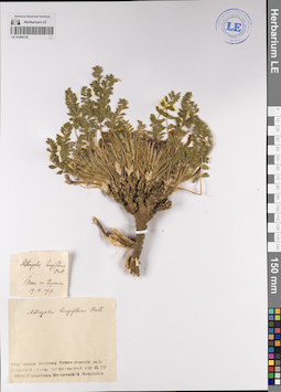 LE 01206135