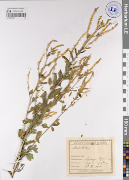 LE 01206152