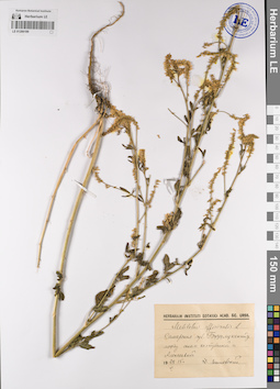 LE 01206199