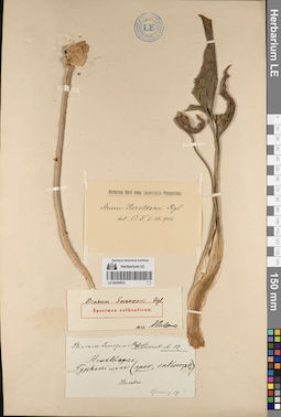 LE 00054933