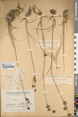 LE 00054966
