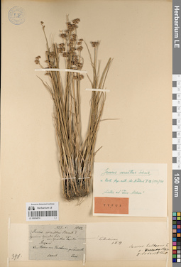 LE 00054974
