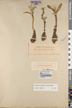 LE 00054988