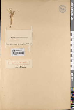 LE 00054991