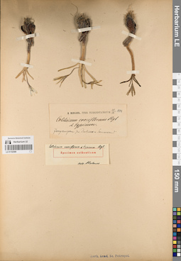 LE 01152589