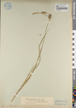 LE 00054494