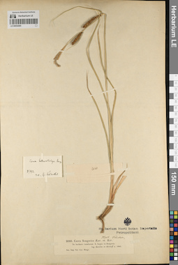 LE 00054495