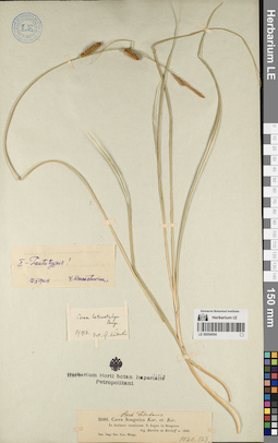 LE 00054504