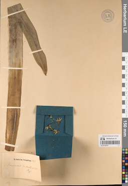 LE 01152741