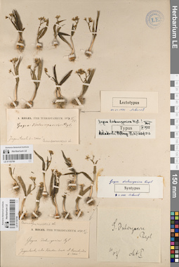LE 01152790