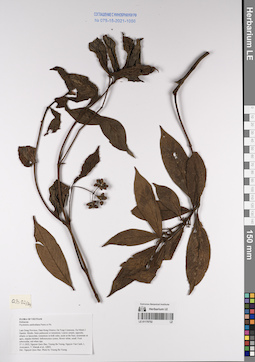LE 01170752