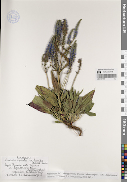LE 01081996