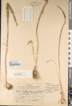 LE 01152944