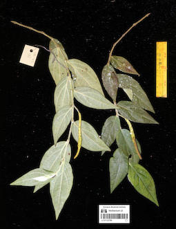 LE 01123790