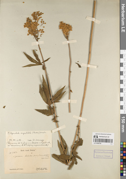 LE 01082726