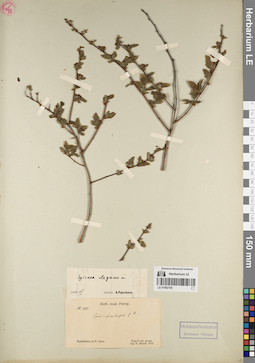 LE 01082745