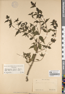 LE 01081385