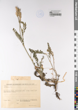 LE 01201081