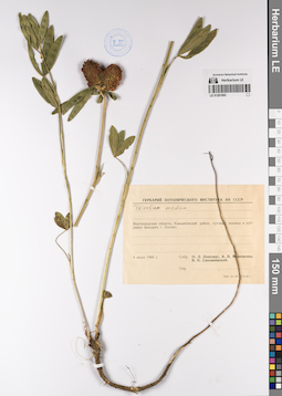 LE 01201093