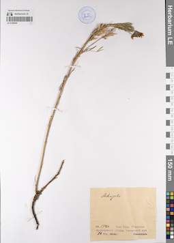 LE 01206040