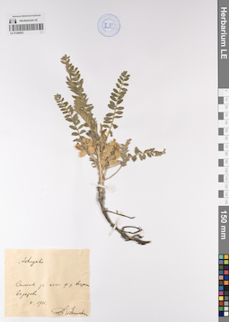LE 01206053