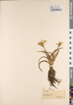 LE 01227184
