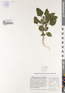 LE 01083602