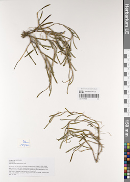 LE 01170026
