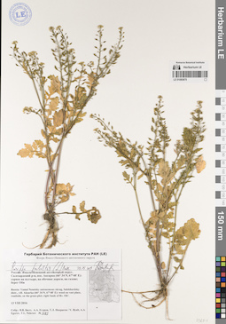 LE 01083675