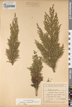 LE 01062407