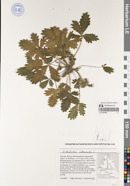 LE 01083685