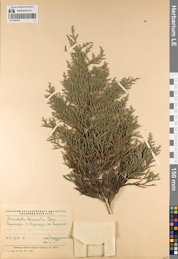 LE 01062414