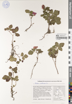 LE 01083694