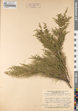 LE 01062422